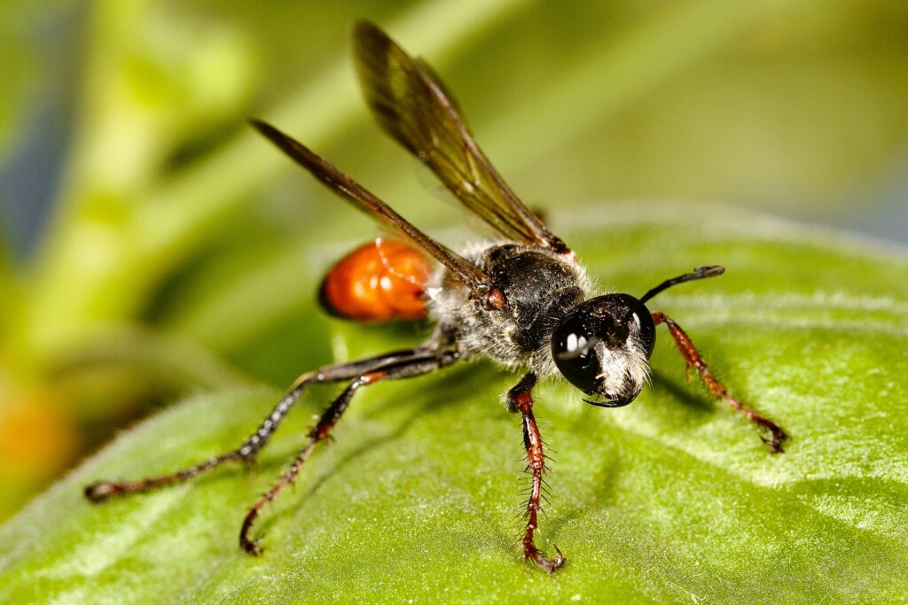 Diagram showing challenges like pesticide use and climate on wasp effectiveness
