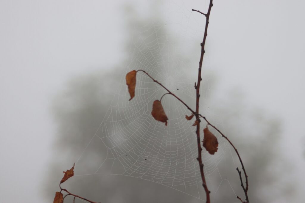 Fog-catching mesh design inspired by spider water collection