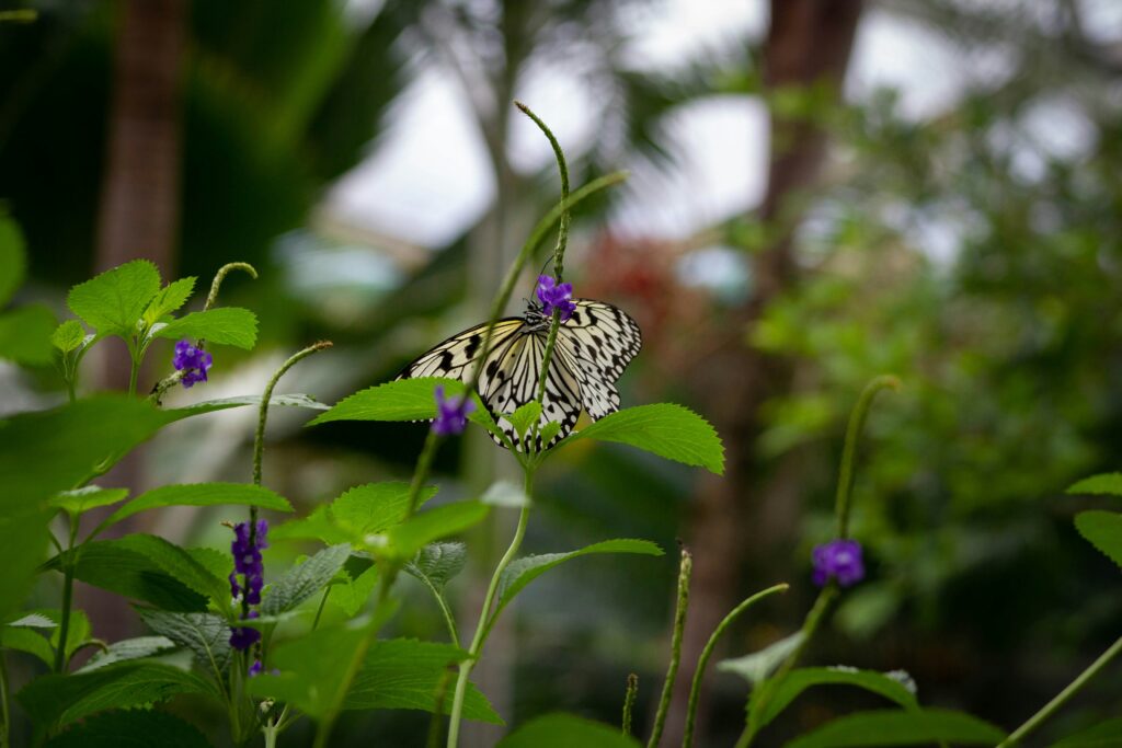 A single monarch butterfly on a dying flower, symbolizing population decline