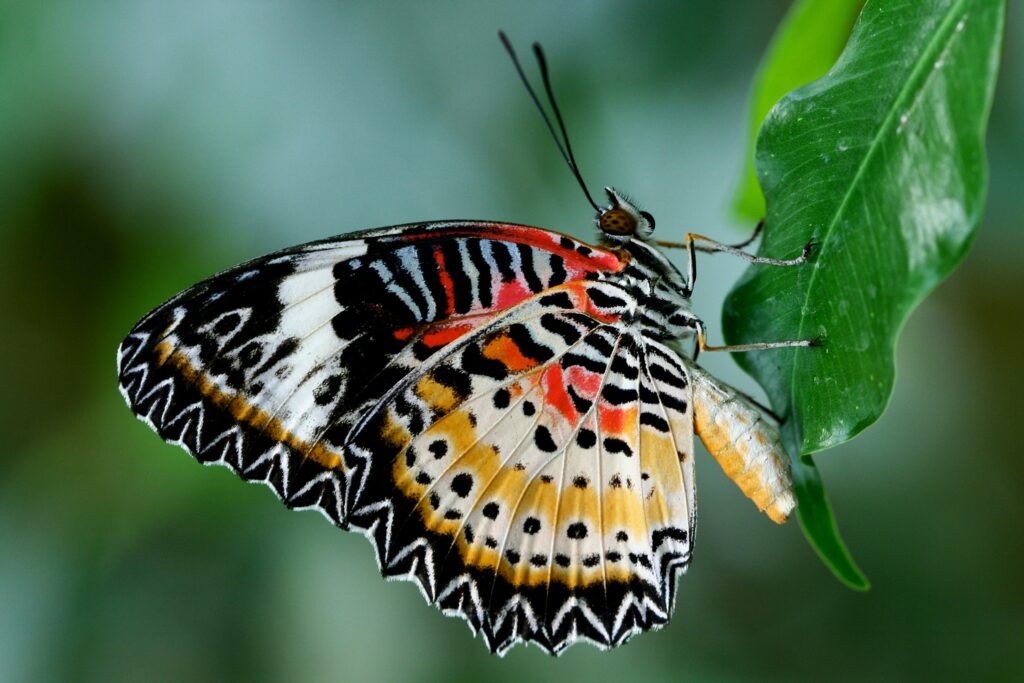 Mesoamerican artwork of butterflies representing soul transformation