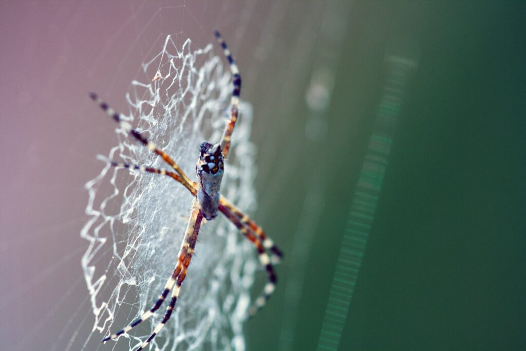 AI software interface identifying insects from digital images