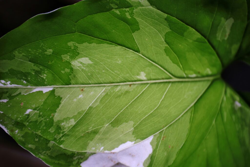 Pupa of an insect in a state of extended dormancy or diapause