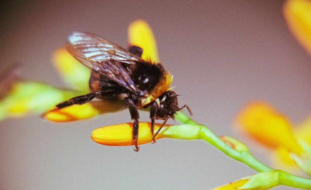 Fly attracted to a flower mimicking decaying flesh for pollination