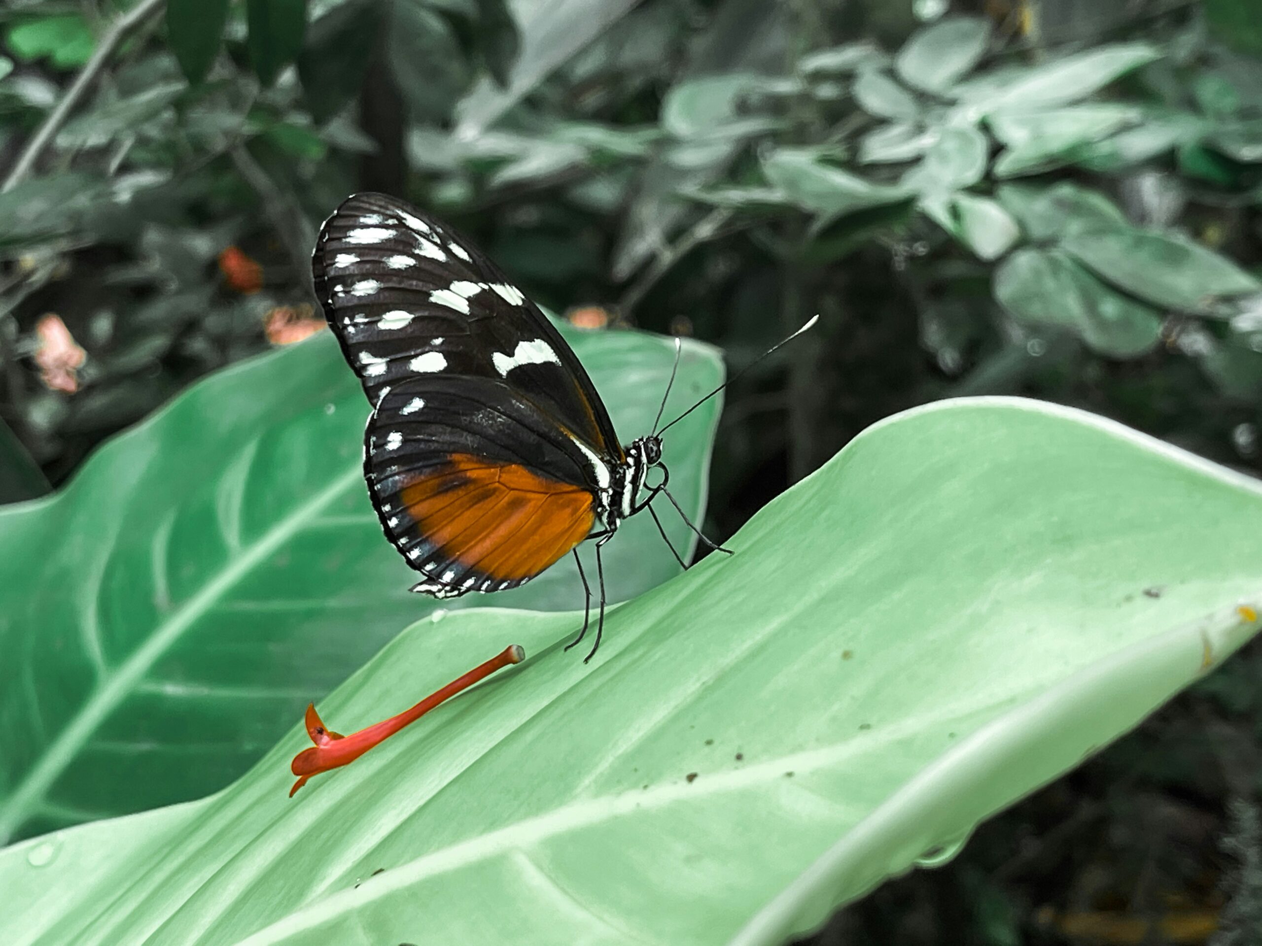 The Longest Migration of Any Insect Is Even Longer Than Birds