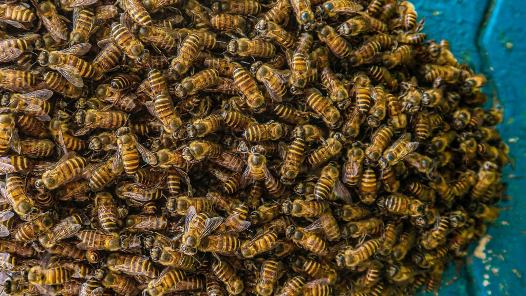 Conceptual graphic showing swarm intelligence without central coordination