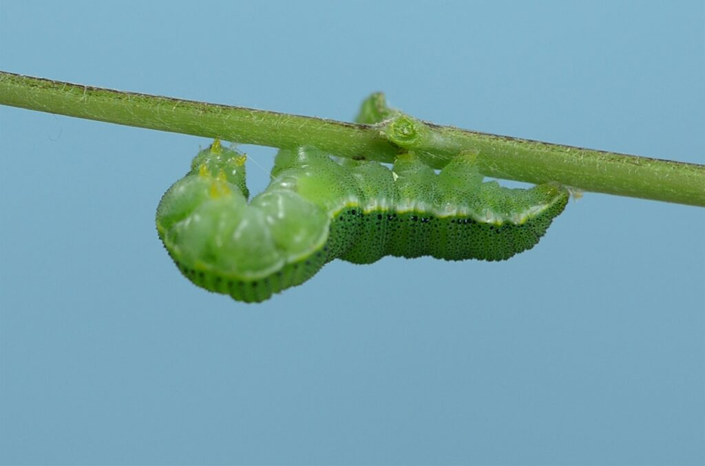 African chironomid larva capable of surviving extreme dehydration