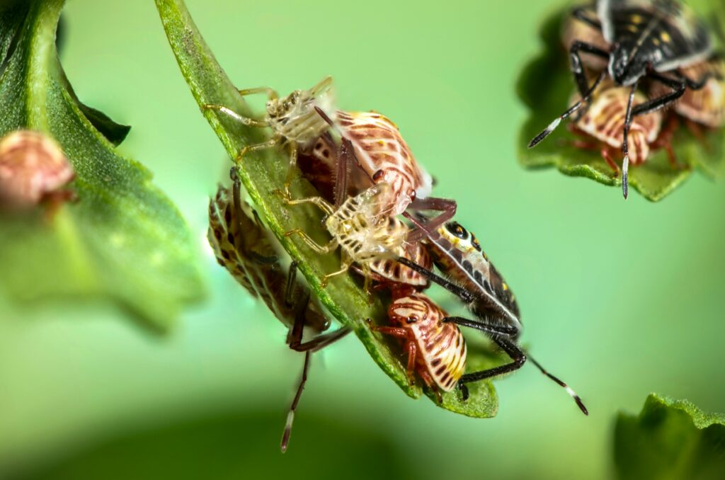 habitat destruction affecting insects