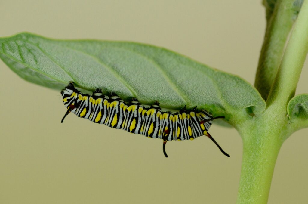 Lifecycle of butterfly showing eyespot development from pupa to adult