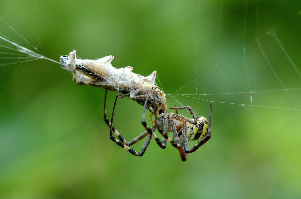 Jumping spider frozen before pouncing on a housefly