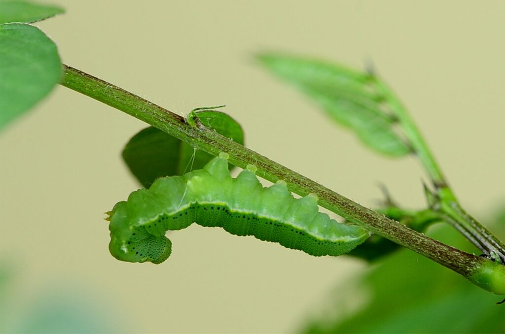 Caterpillar hanging upside down after climbing behavior induced by baculovirus