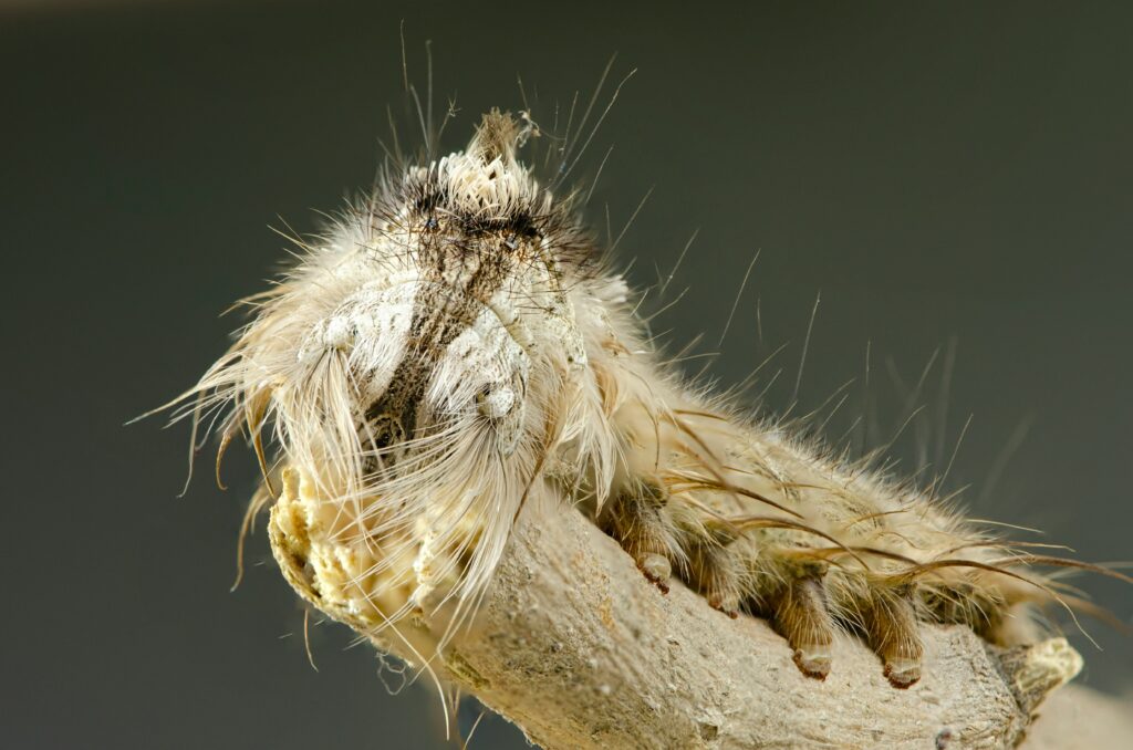 A fuzzy, curly-haired tarantula walking gently on substrate