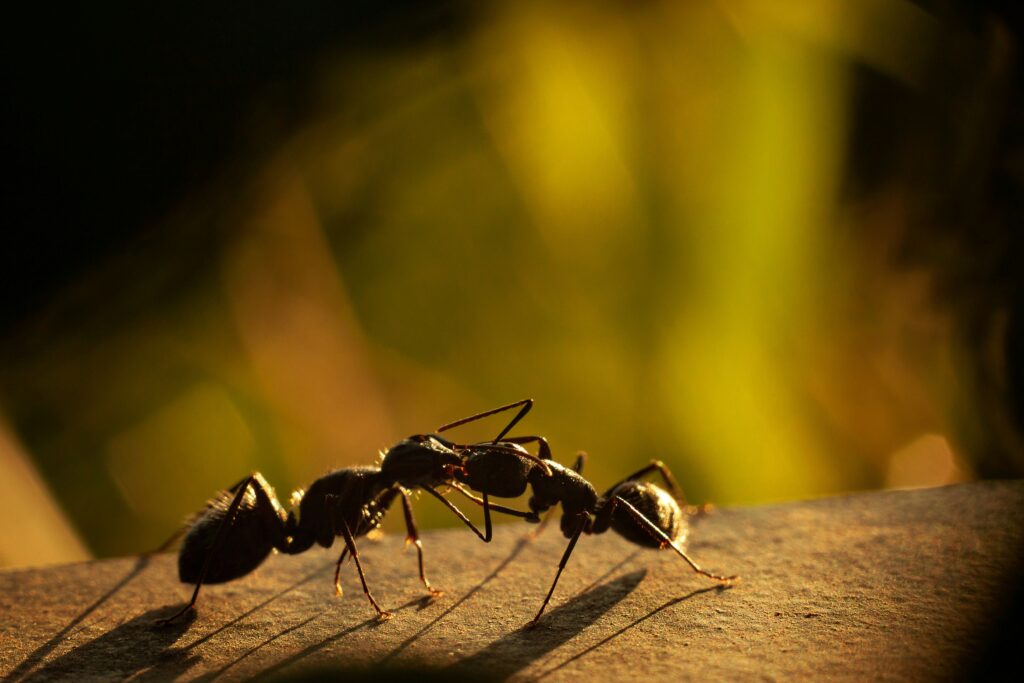 Close-up of two ants communicating using antennae on a forest floor