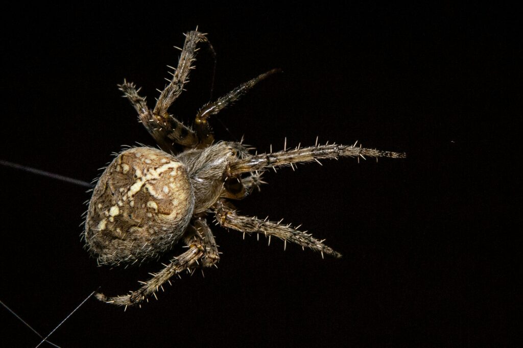 Spider backing away from a human hand, showing non-aggressive behavior