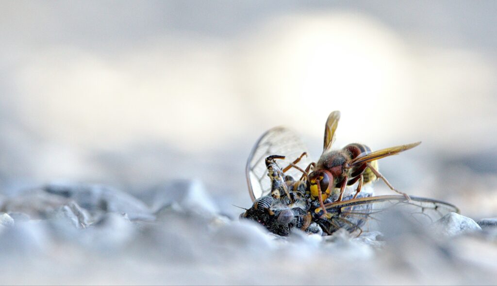 Time-lapse image of frozen beetle thawing and crawling again