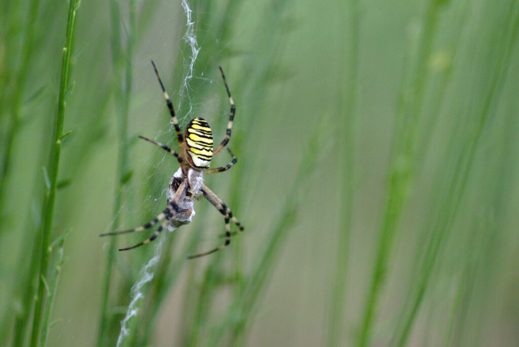 Spider utilizing opportunistic feeding in tough environments