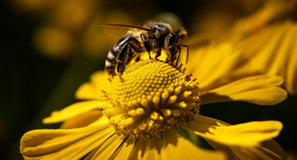 Close-up of a pollinating fly on a daisy, highlighting its role in pollination