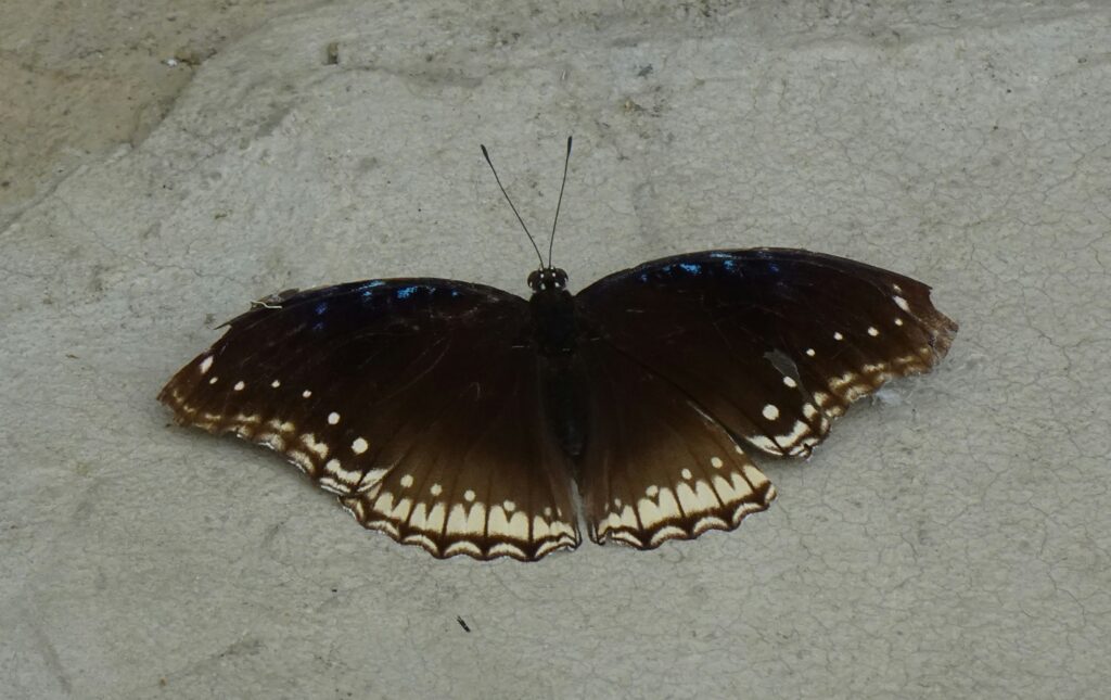 Butterfly with torn wings showing evidence of predator attack deflected from body