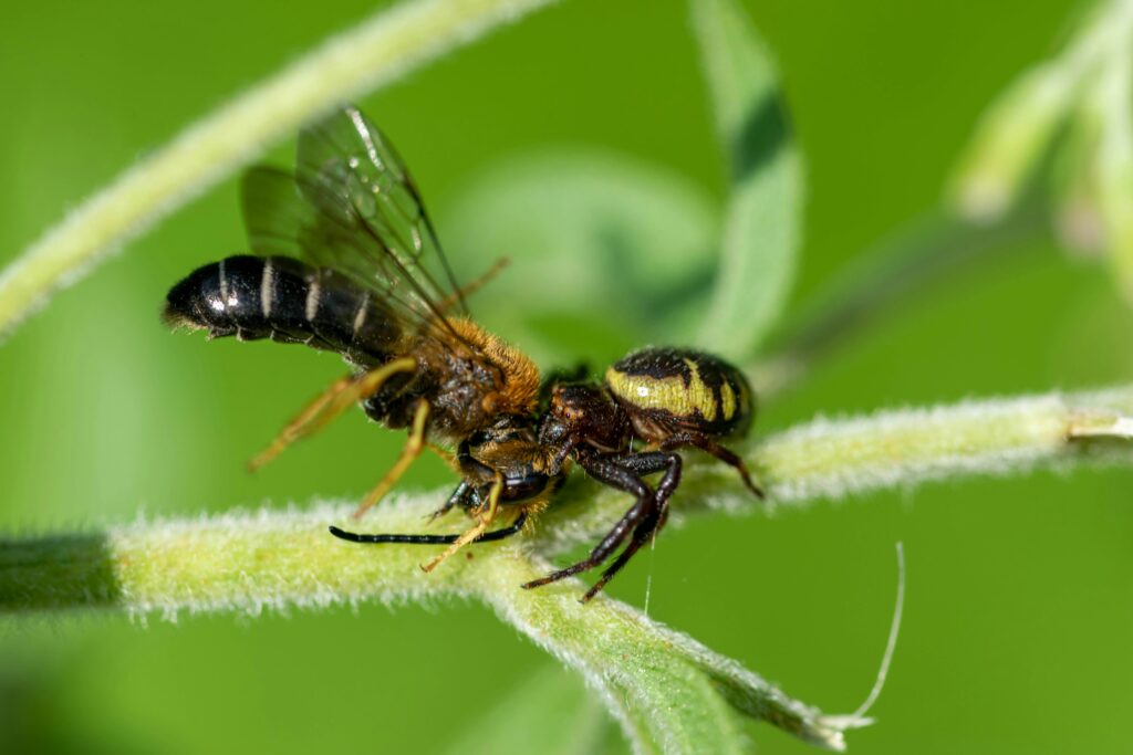 Close-up of a beneficial wasp on farmland acting as a natural pest controller