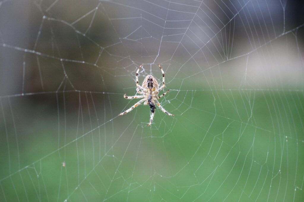 Graphic explaining typical behaviors of black widow and brown recluse spiders