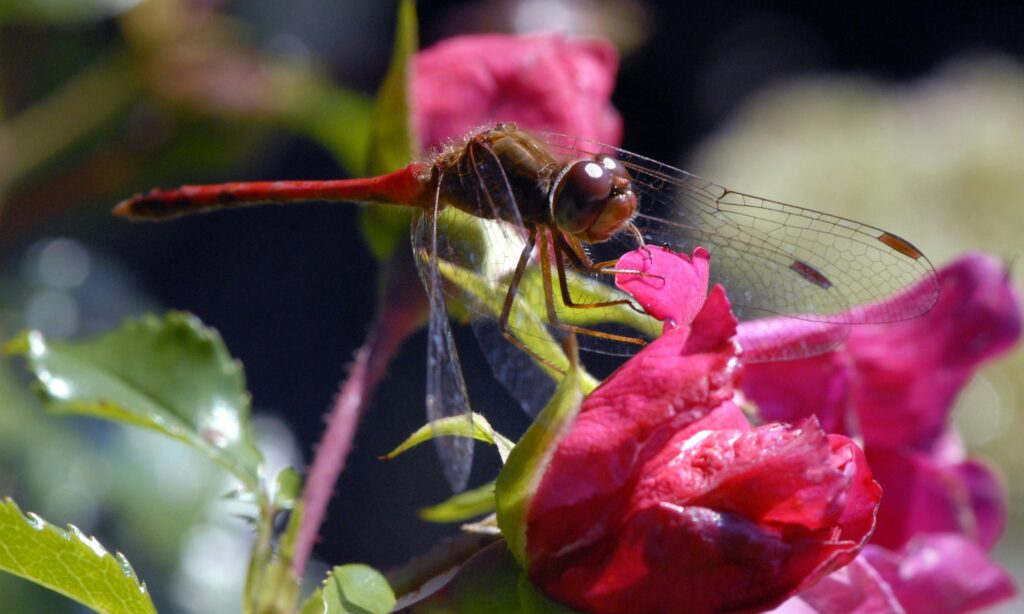 Conservationist observing pollinating flies in a protected natural reserve