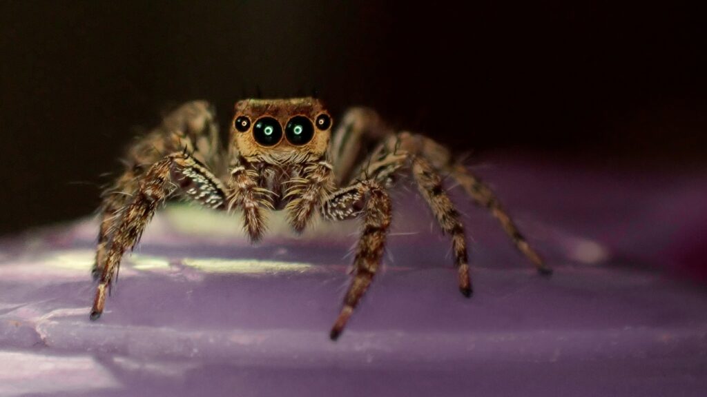 Jumping spider with large eyes peering curiously from a leaf