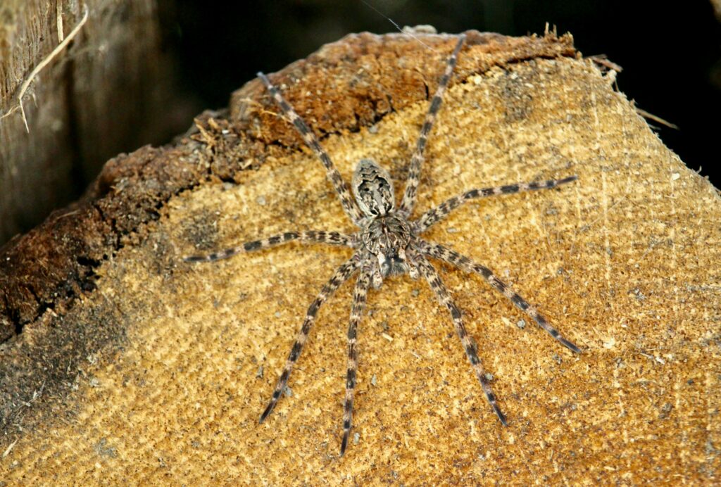 Progressive images showing symptoms of a confirmed brown recluse bite