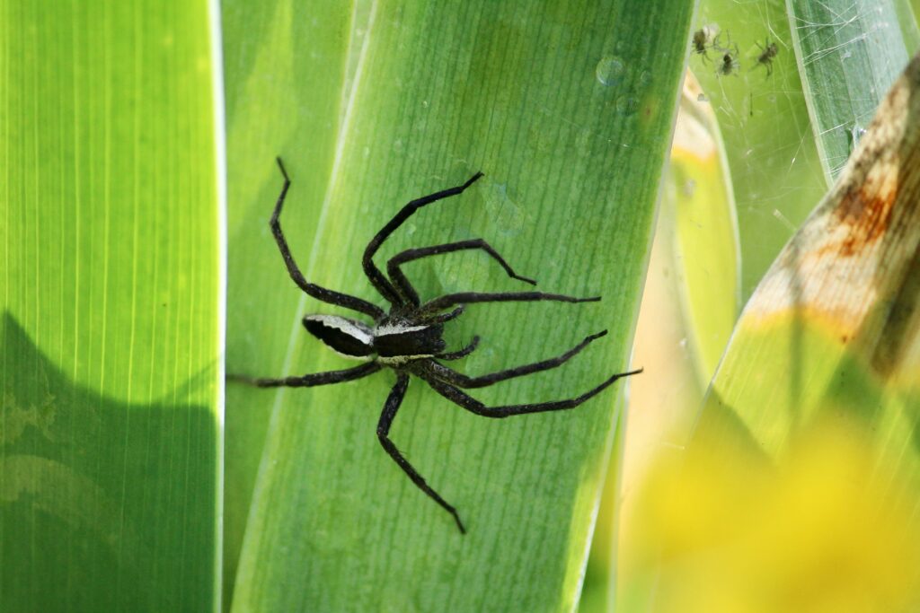 Farmer spraying venom-based natural pesticide in a green crop field