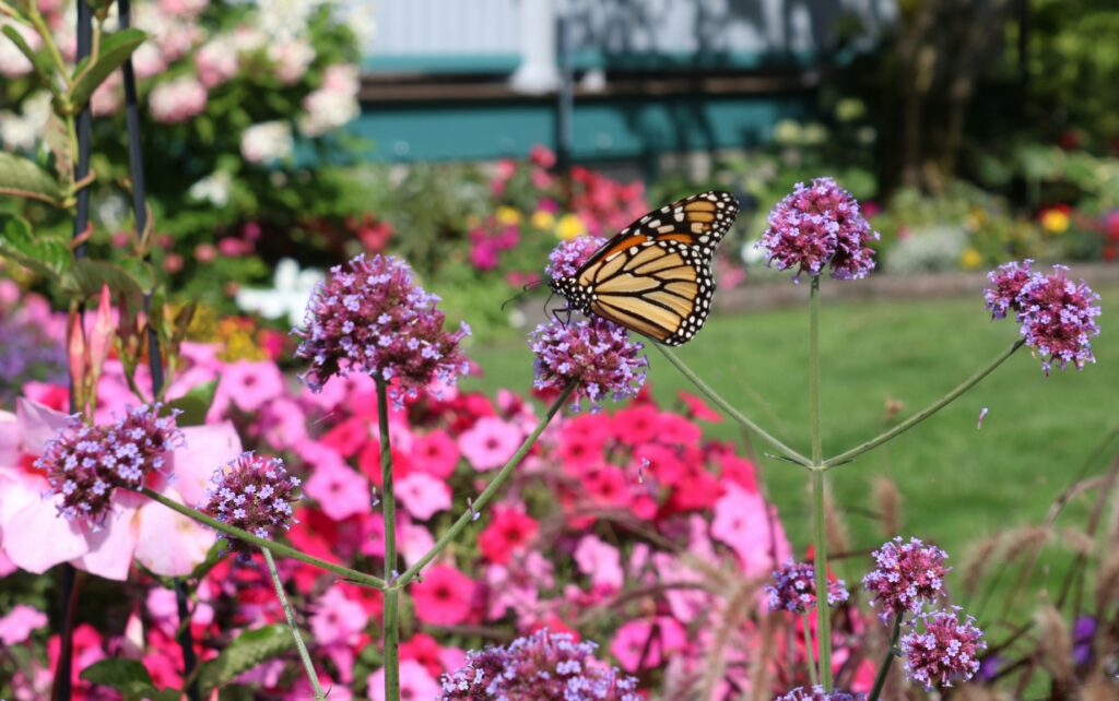 A blooming garden filled with milkweed plants and monarch butterflies, symbolizing recovery