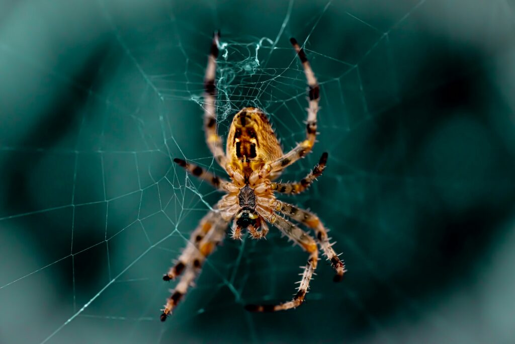 Laboratory setting showing medical research on spider venom