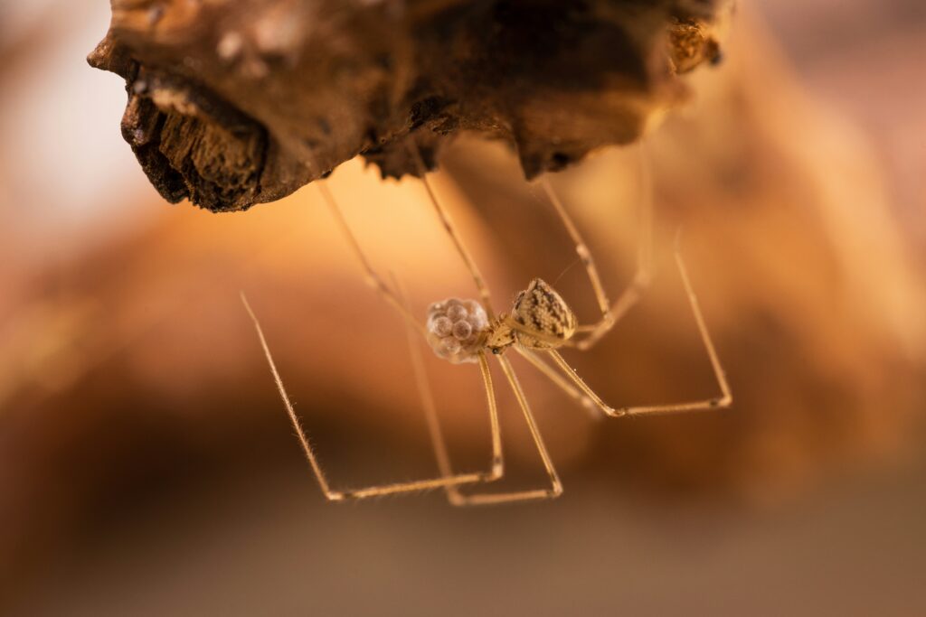 Non-venomous spider with regenerated leg after escaping a predator