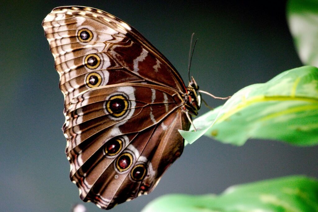 Butterfly with eyespots in natural habitat surrounded by native flora