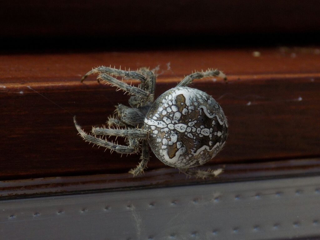 Bolas spider swinging sticky silk to deter threats