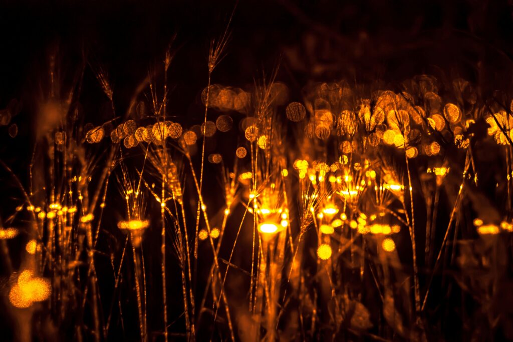 A group of fireflies lighting up in a meadow at dusk