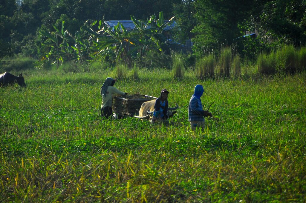 A farmer inspecting healthy green crops with no pest damage.