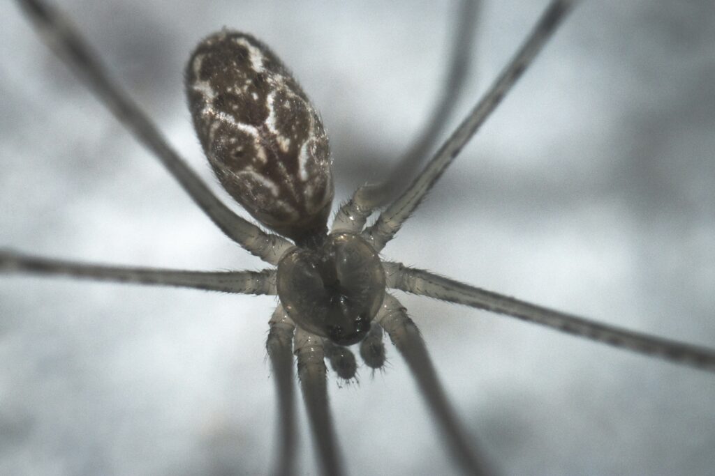 Collage of different spiders with similar coloring but different names