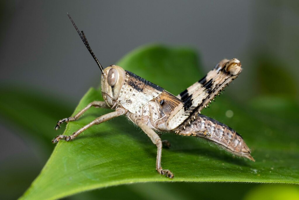 Grasshopper standing with a focus on its hind legs which contain hearing organs