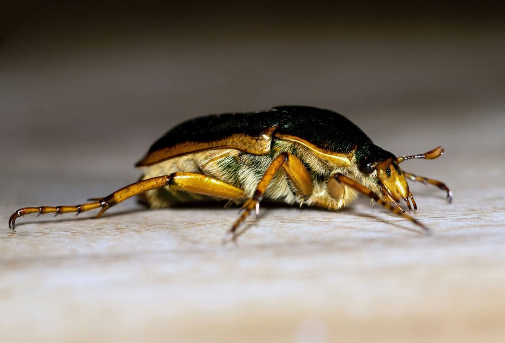 Golden tortoise beetle shifting from metallic gold to dull brown on a leaf