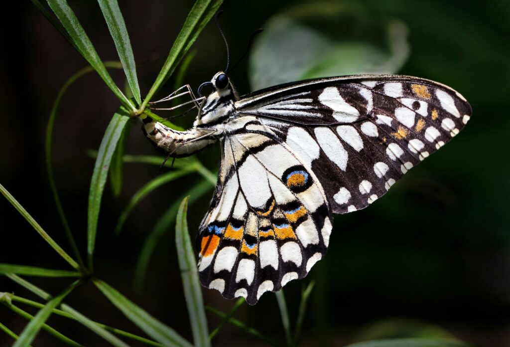 Butterfly suddenly flashing open wings with large eyespots to startle predator