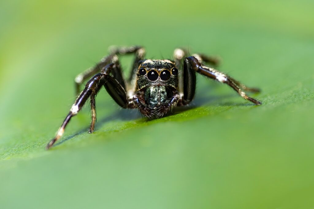 Spider on a web with a blurred background of urbanization and deforestation