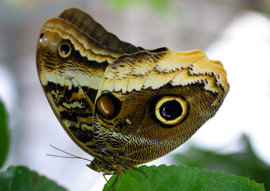 A butterfly displaying prominent eyespots on its wings to deter predators