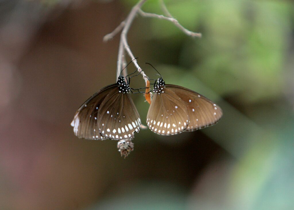 Leaf butterfly perched like a fallen leaf on a twig