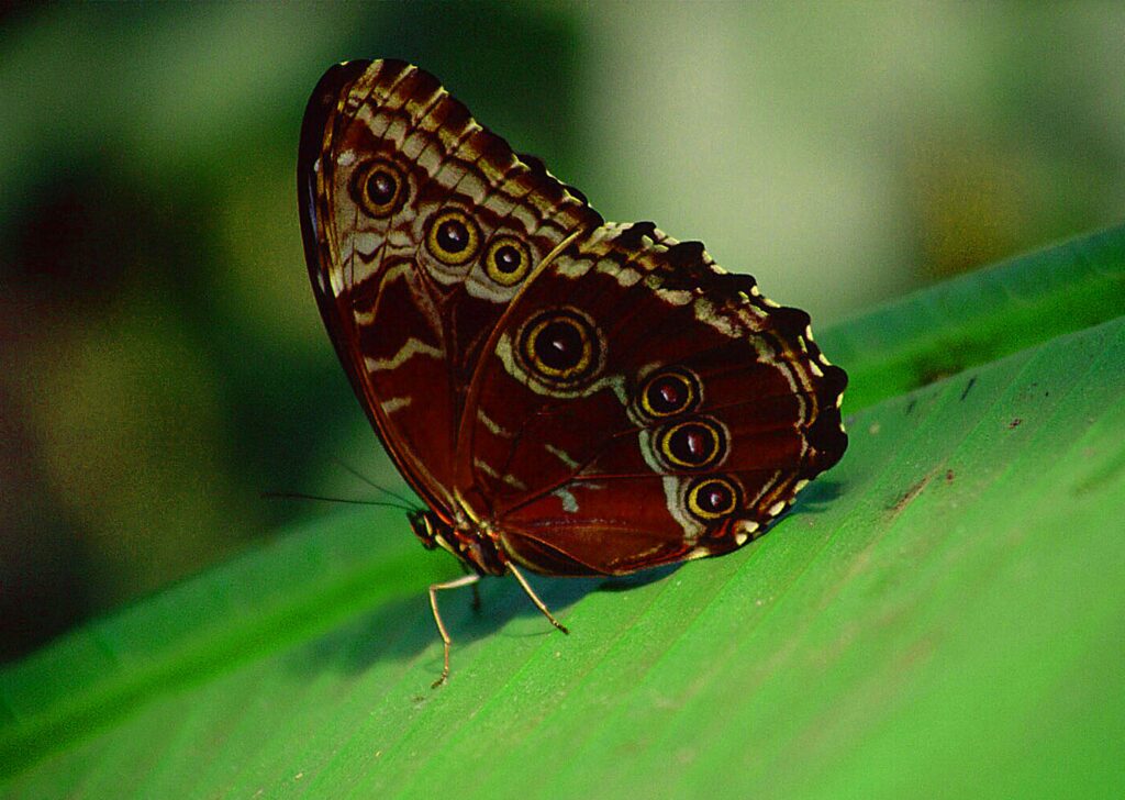 Diagram showing evolutionary development of eyespots in butterfly wings
