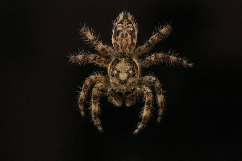 A close-up of a tarantula sitting on a human hand