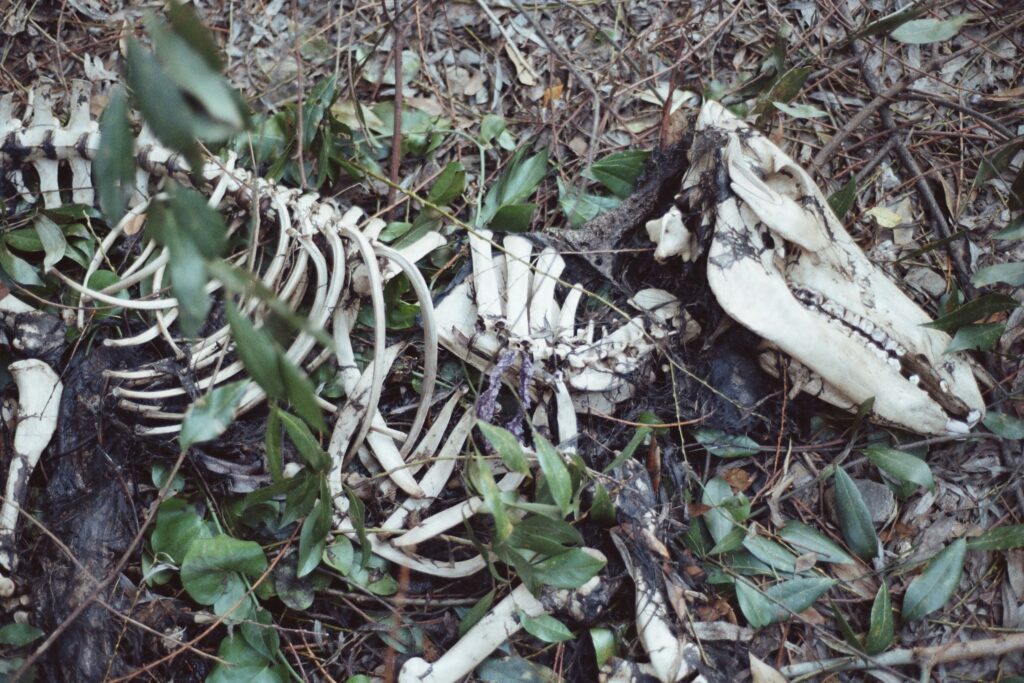 Side-by-side image of healthy forest decomposition vs disturbed land with poor soil