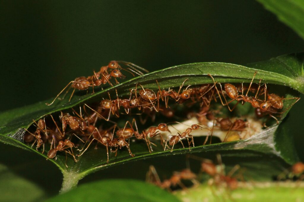 Image showing natural predators like wolf spiders or centipedes targeting recluses