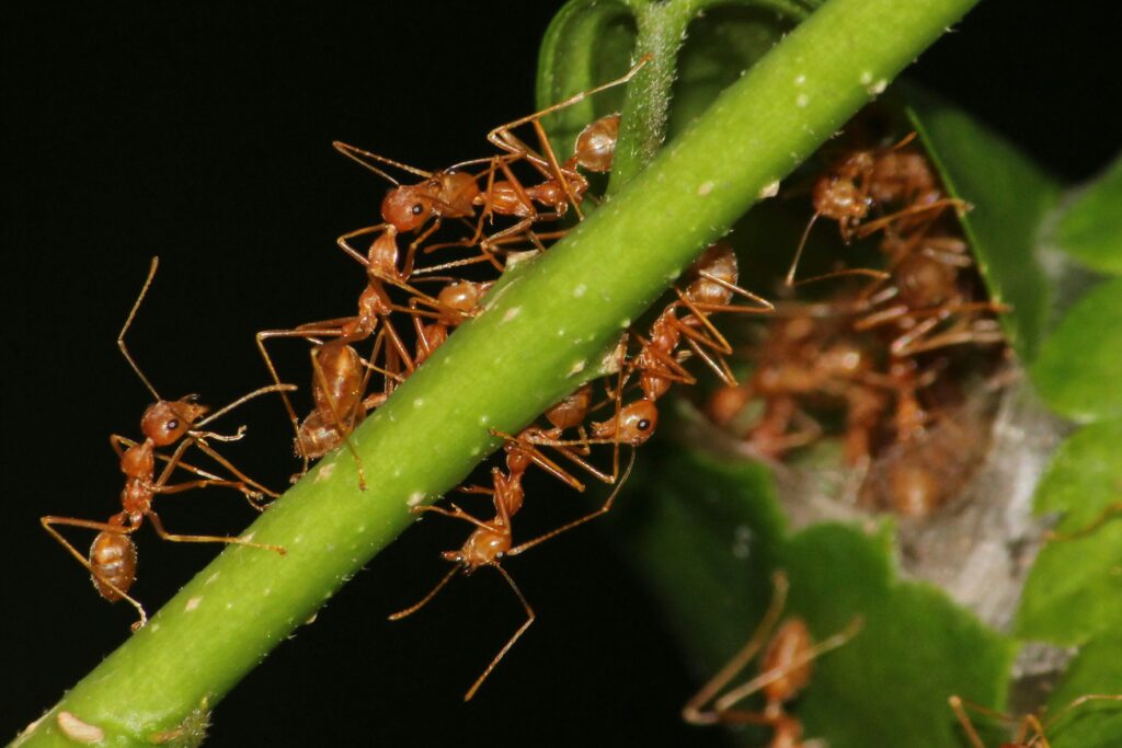 Ant climbing a branch with cordyceps fungus emerging from its head