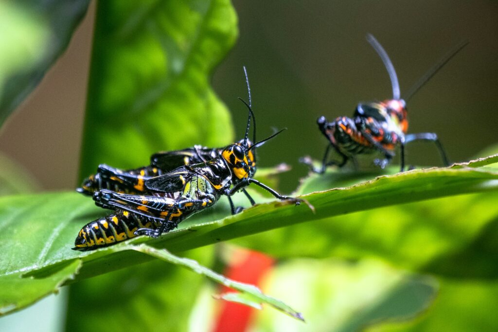 Stick insect blending into branches as a defense against predators