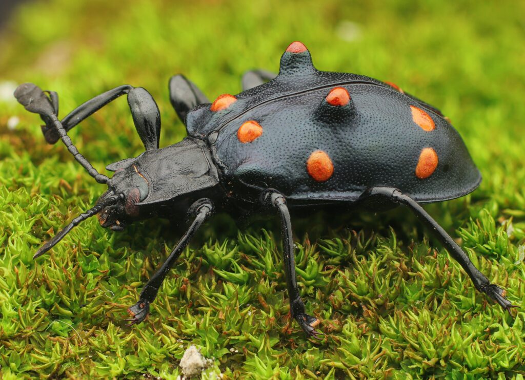 A close-up image of a rhinoceros beetle displaying its horn on a log
