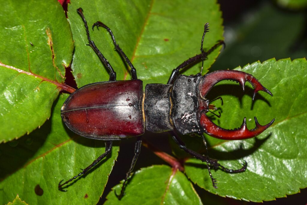 Soldier beetle crawling on a leaf, actively hunting smaller insect prey