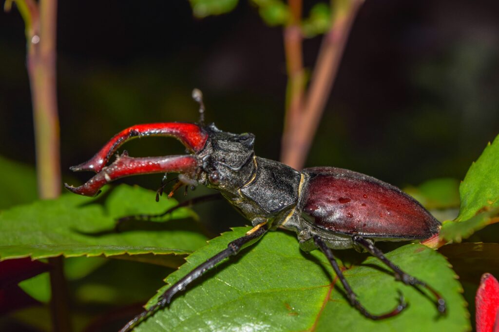 Soldier beetle patrolling flower blossoms for insect prey
